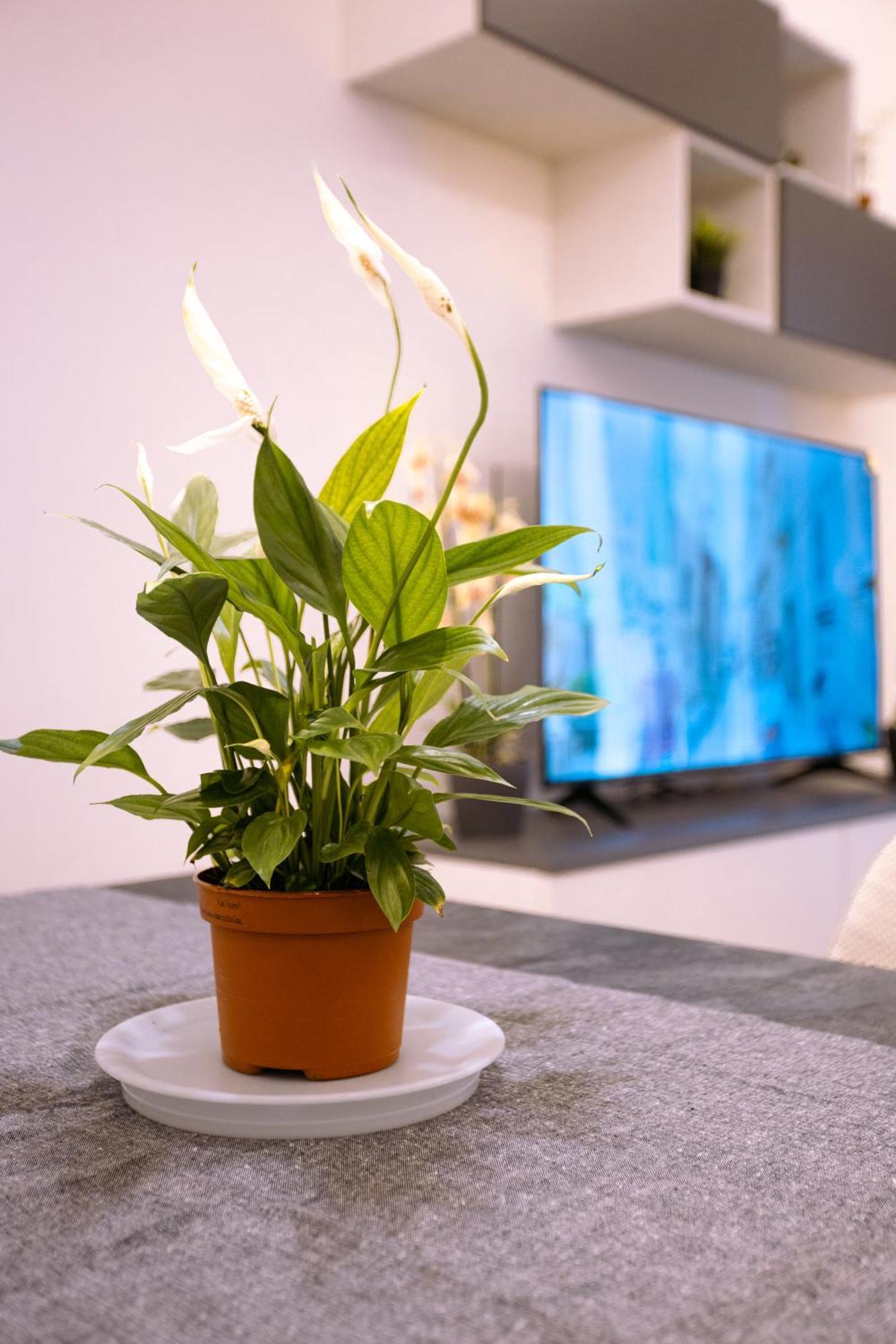 Song House Apartment Centro Storico 7 Pax Νάπολη Εξωτερικό φωτογραφία